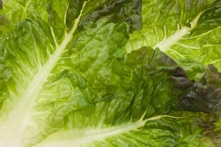 La lechuga es segura para casi todo el mundo que la consume, hasta cantidades razonablemente grandes.