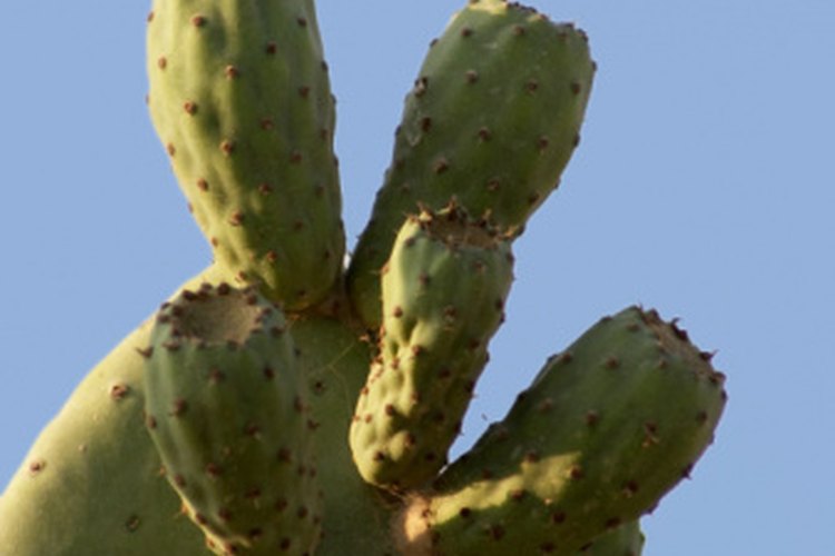 Las hojas de cactus pueden ayudar a tener una presión arterial saludable.