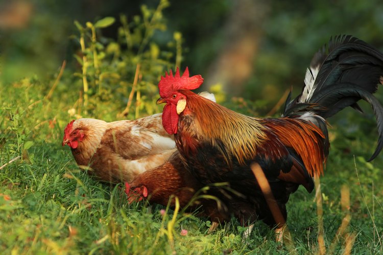 How to Tell an Americana Rooster From a Hen | Pets on Mom.com