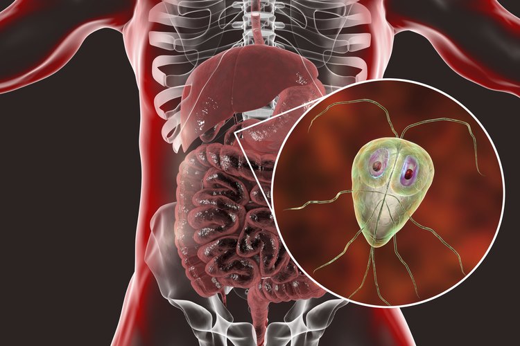 Giardia