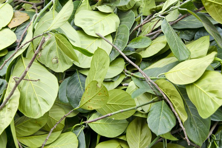 side-effects-of-betel-leaf-extract-leaftv