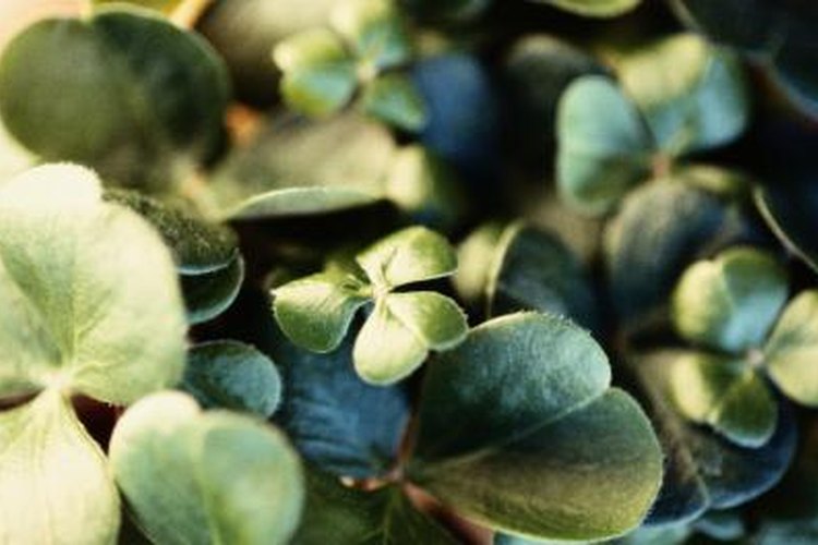 Clover