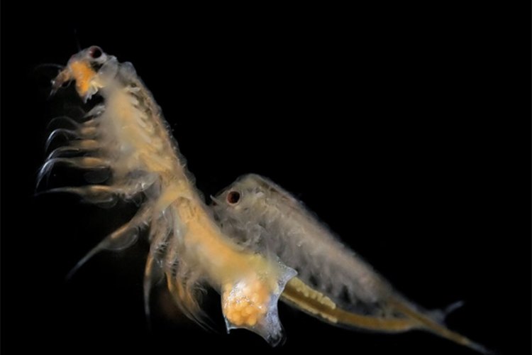 what do sea monkeys look like full grown