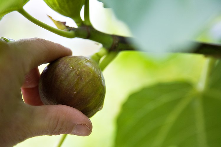 How Does One Freeze Ripe Figs ? - Ourfigs.com