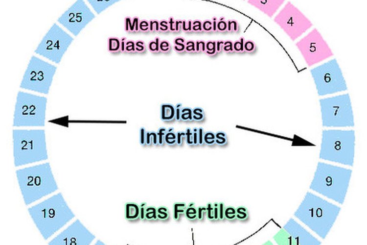¿cuánto Tiempo Después De Tu Período Menstrual Puedes Quedar Embarazada