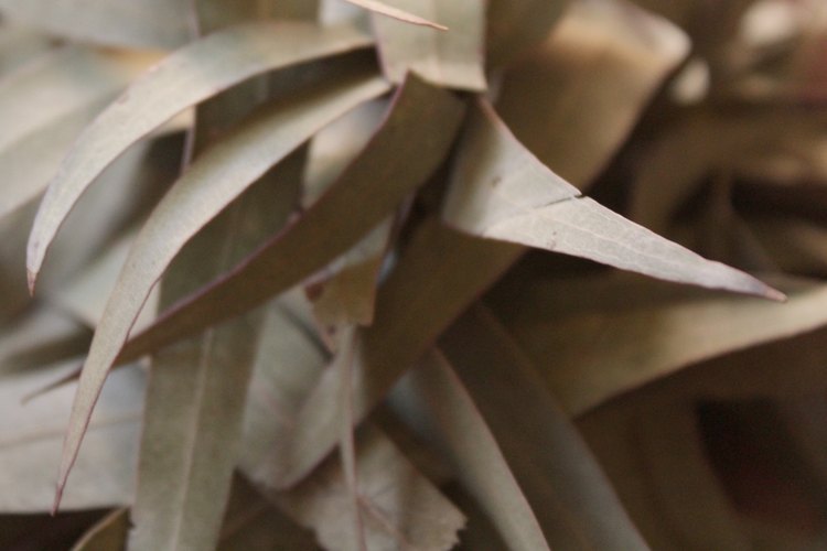 how-to-make-eucalyptus-oil-from-a-leaf-leaftv