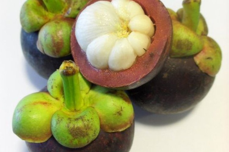 El mangostán es un árbol frutal de crecimiento extremadamente lento, ultra tropical.
