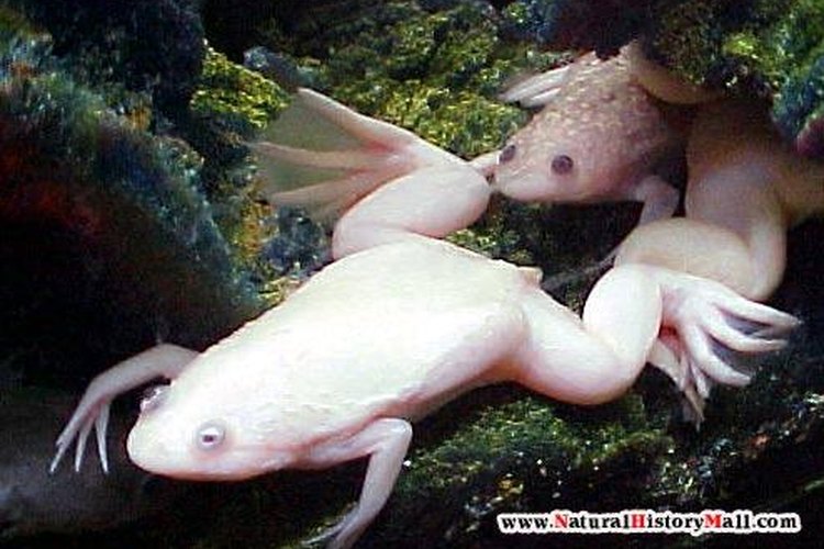La rana albina africana de uñas procede de la costa occidental de África.