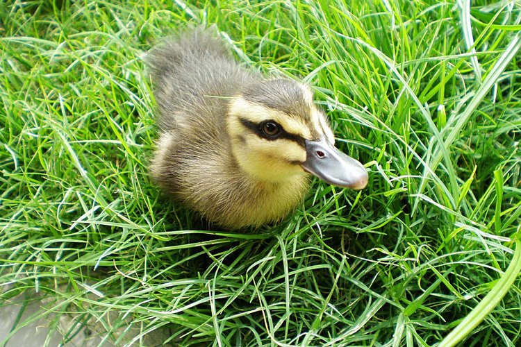 Patito.