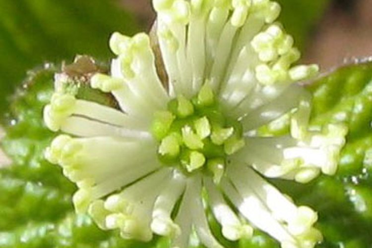 Flor del sello de oro