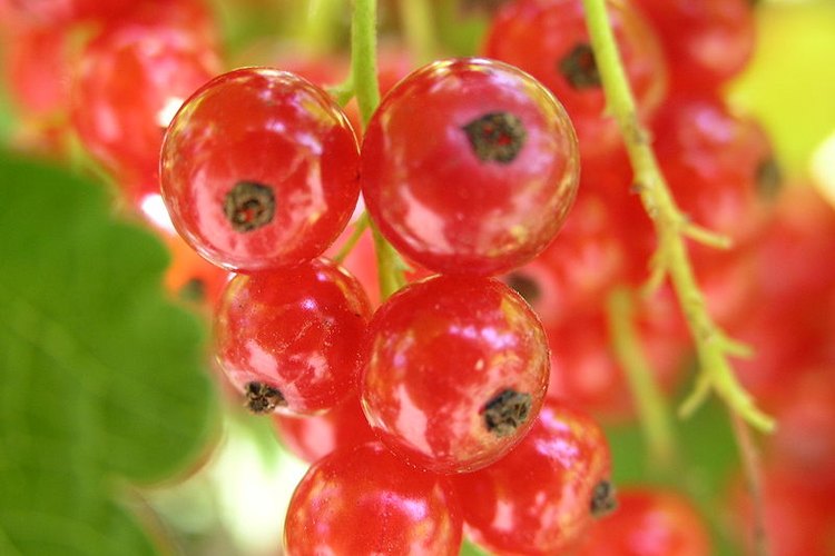 La grosella roja, también conocida como "zarzaparrilla roja" o "corinto" es una baya ácida y comestible de color rojo translúcido.