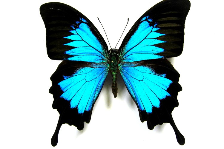 Las mariposas son una adorable temática para un baby shower.
