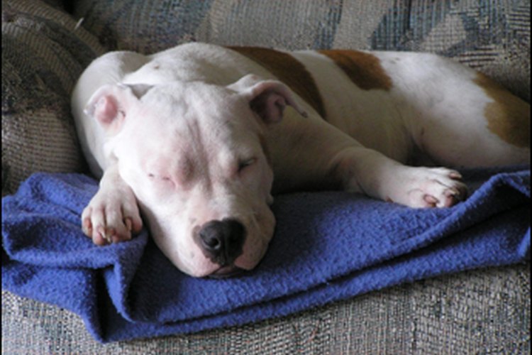 Entrenando a tu Pit Bull para hacer sus necesidades.