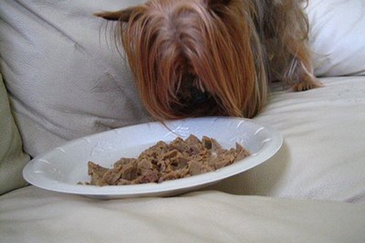 Los Yorkies con sobrepeso anadean cuando caminan, se mueven con gran dificultad y no pueden disfrutar de la vida porque no tienen muchas opciones motoras.