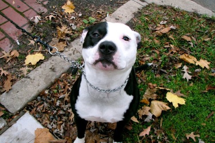 Pitbull.
