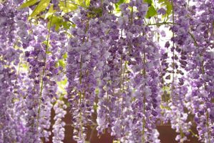 Haz que las glicinias adornen tu jardín.