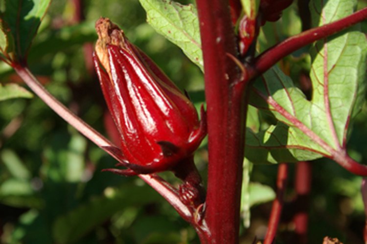 El hibiscus sabdariffa.