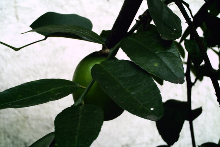 Diferencias entre árbol de limas y limonero.