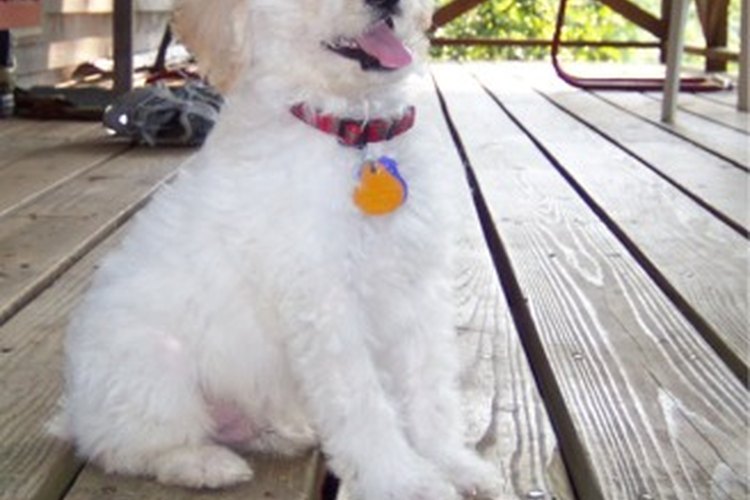 Poodle Toy.