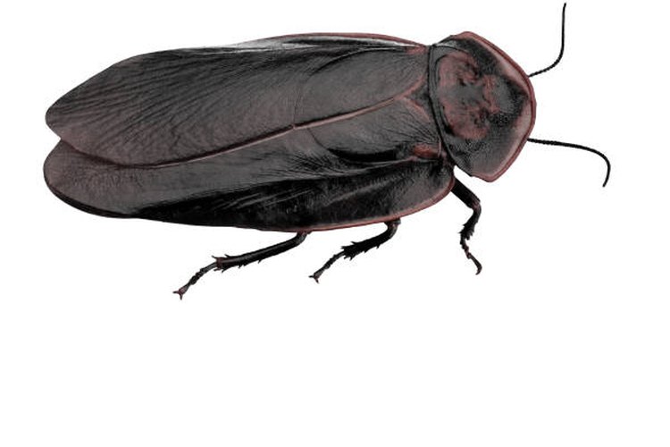 Cucaracha.