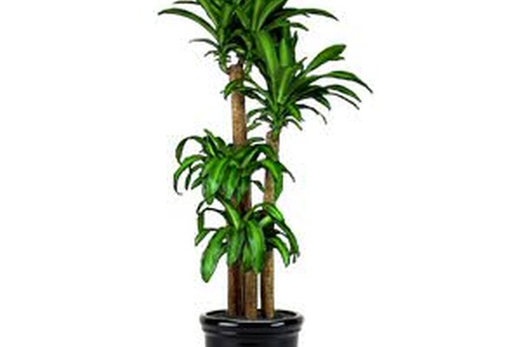 Las hojas de la planta son su mejor característica.
