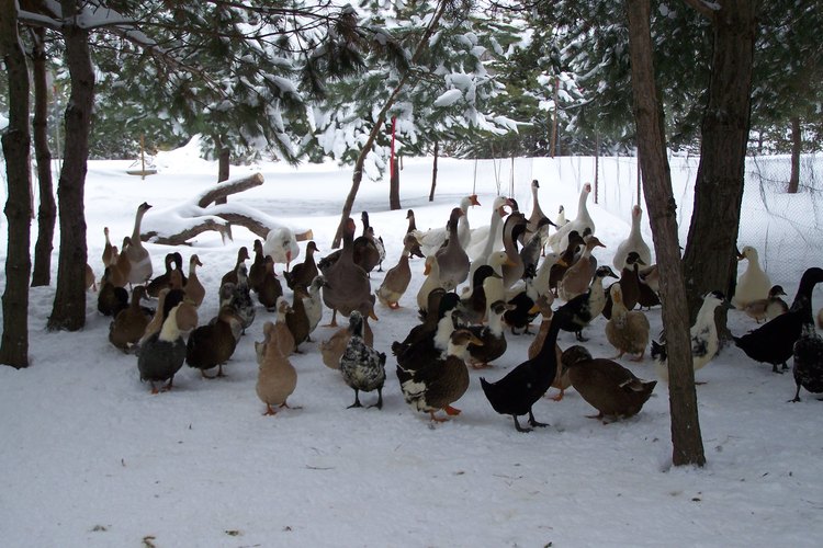 Bandada de patos en la nieve.