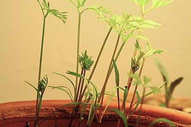 Germinar semillas.