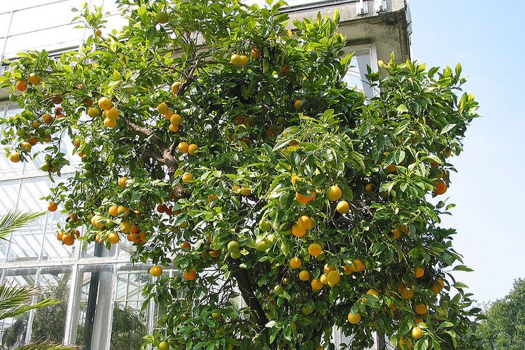 Los naranjos de deben plantar o trasplantar en otoño o primavera.