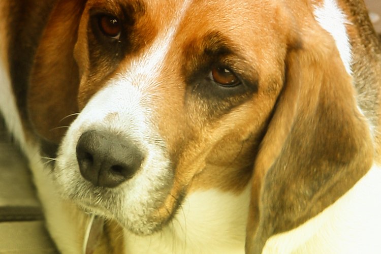 Las cataratas no son comunes en los perros.