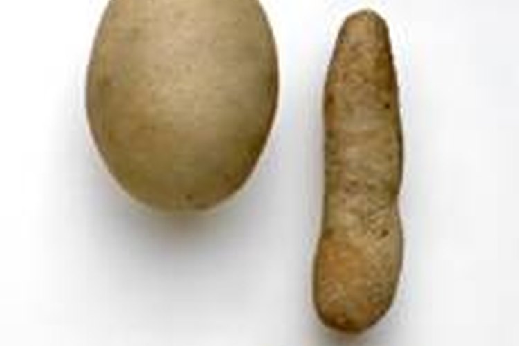 Variedad de huevos de serpiente.