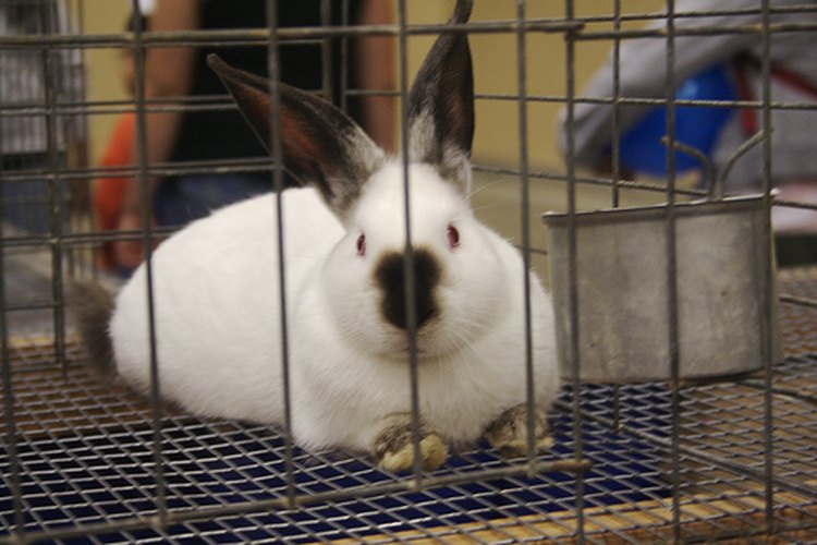 ¿Tienes a tus conejos adentro?