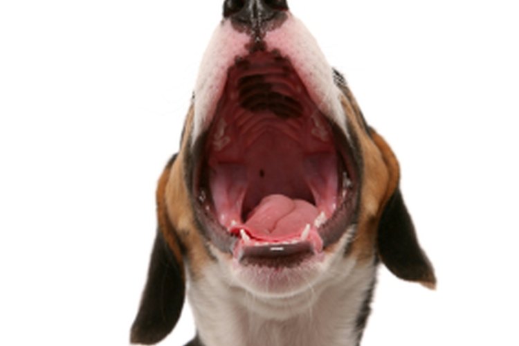 Cualquier cosa es motivo para que un beagle aúlle.