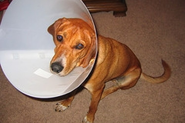 Asegúrate de darle a tu perro mucho cariño durante su recuperación de la cirugía.