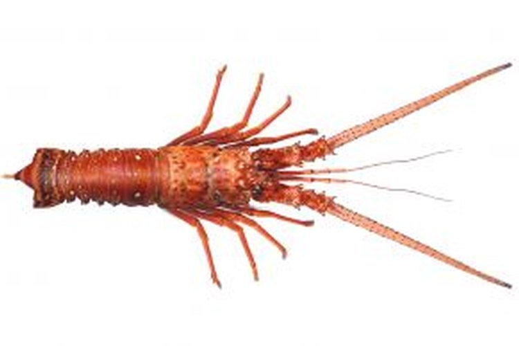 Langosta roja