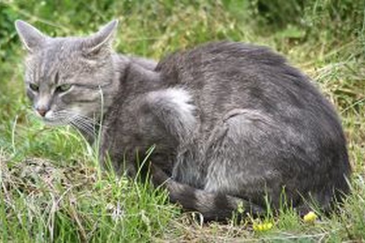 Gato.