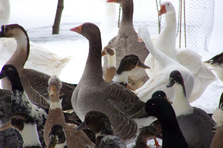Los gansos son animales protectores por naturaleza.