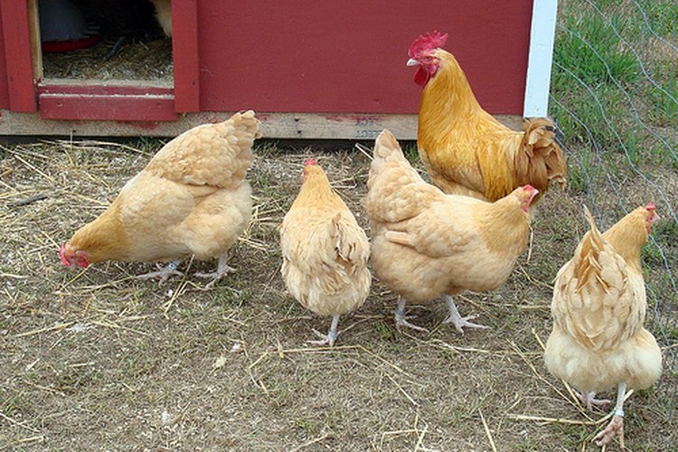Cria pollos para tu consumo.