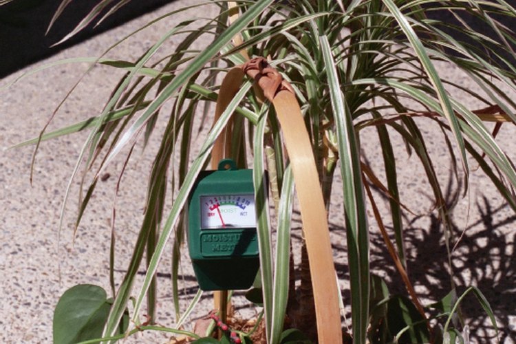 Contenedor de planta.