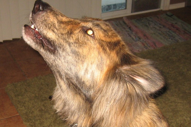 Puedes hacer que tu perro aúlle cuando se lo ordenes.