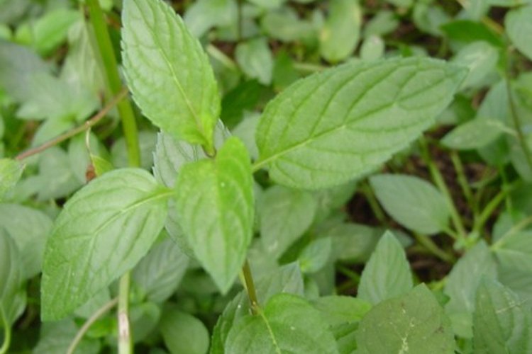 Menta.