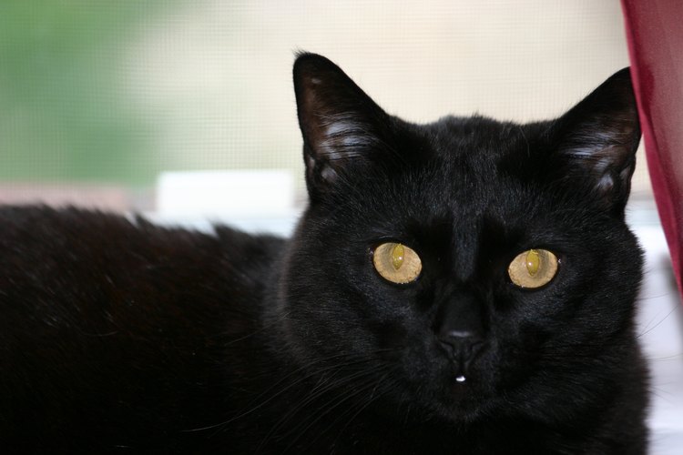El comportamiento de un gato es a veces difícil de interpretar.