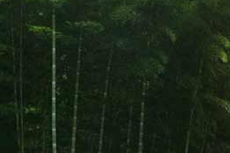Bosquecillo de bambúes gigantes.