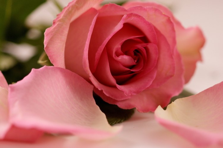 Rosas con pétalos.