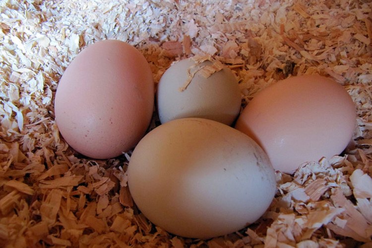 Aumenta la producción de huevos.