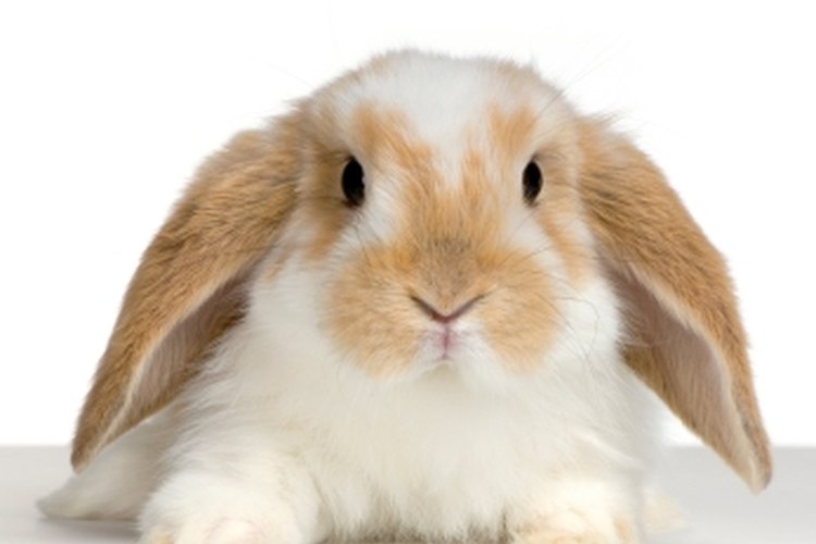 Los conejos pueden contraer pulgas tan fácilmente como otros animales.
