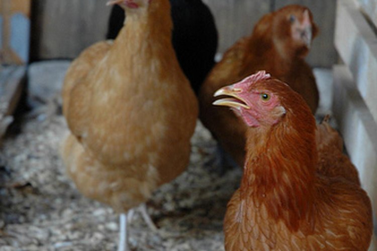Cuida a tus gallinas.