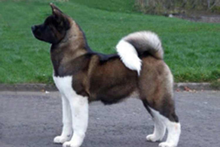 Un perro akita.