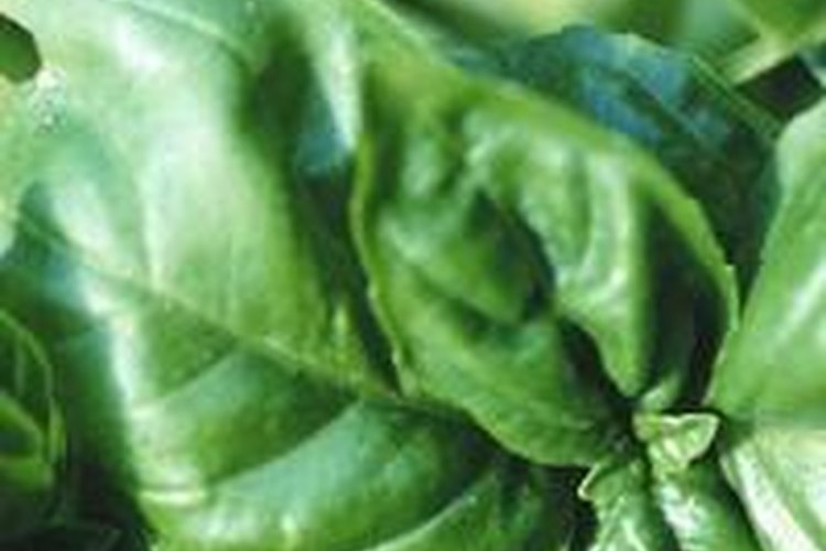 El verde intenso de la albahaca se transfiere bien al plato.