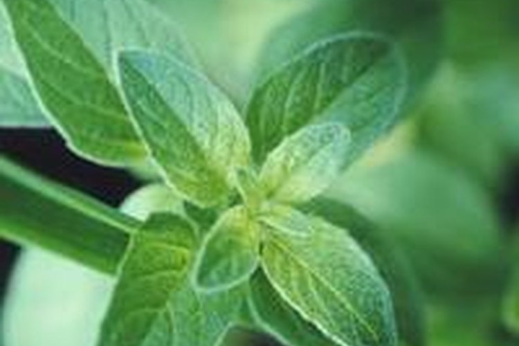 La menta es una hierba cuyo cultivo no requiere prácticamente atención.