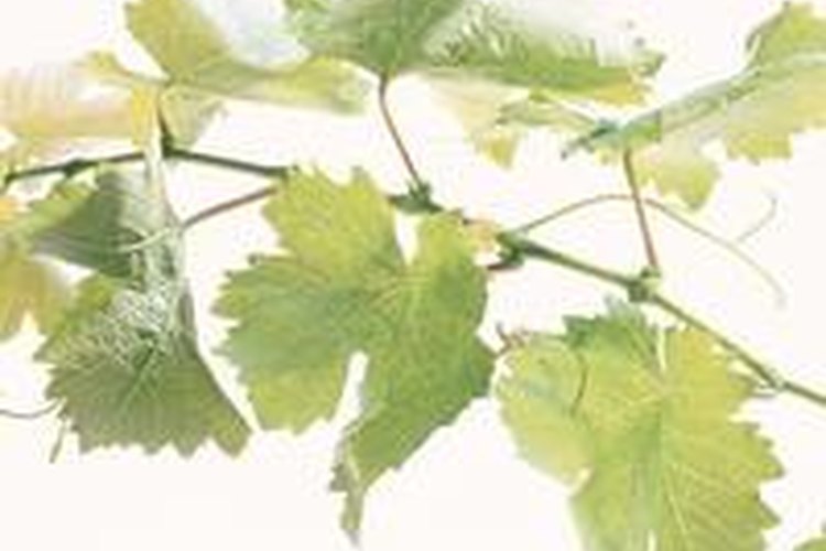 El cilantro se cultiva mejor lejos de las otras plantas del jardín
